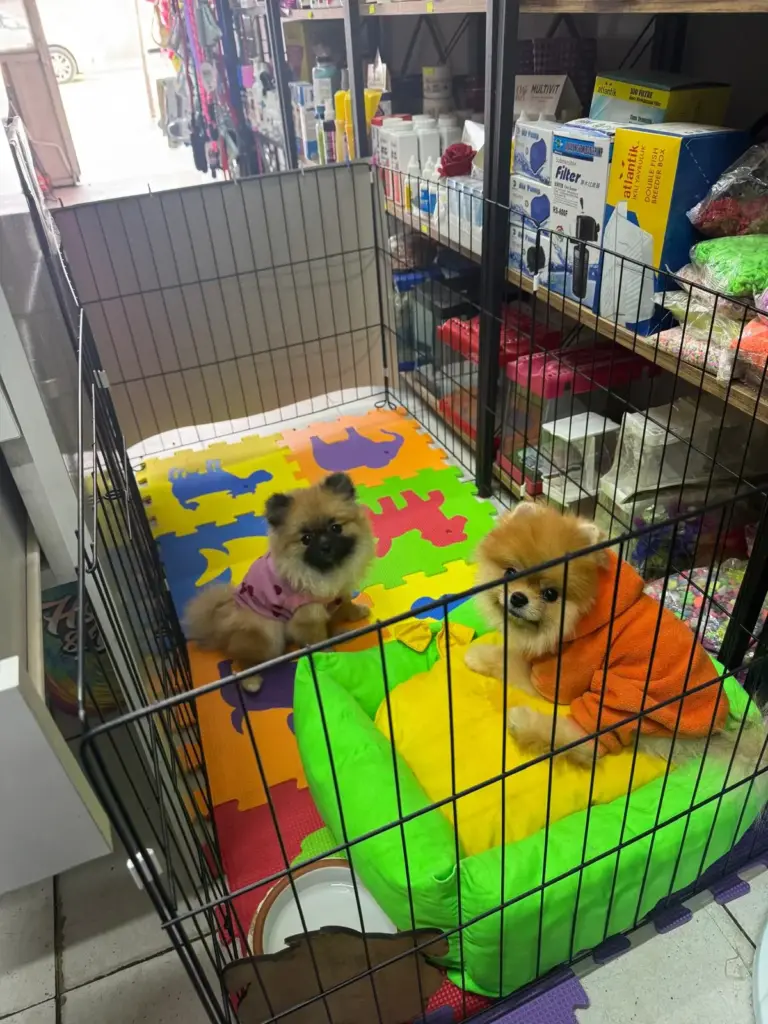 minik patiler petshop 386a270b