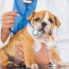 minikkalpler köpek eğitimi