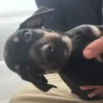 minyatur pinscher 1227202