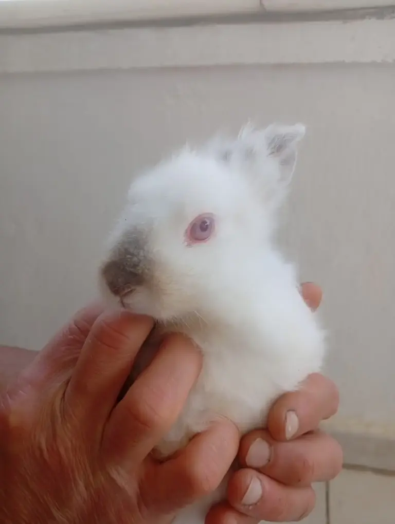 ordek kaz tavsan kumes hayvanlari satis doyurur pet shop 09df6e45
