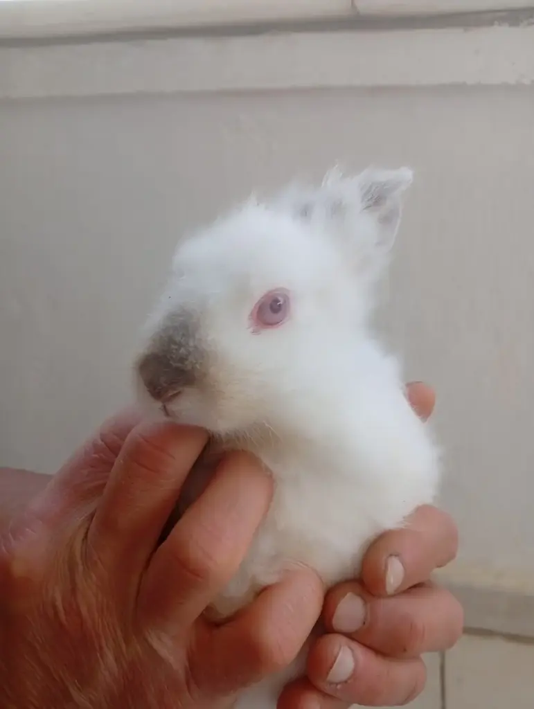 ordek kaz tavsan kumes hayvanlari satis doyurur pet shop 09df6e45
