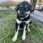 ordu dan bu tatli kiza yuva 1172342