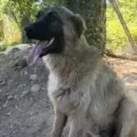 oyun delisi bir leonberger erkek ailesini ariyor 1194208