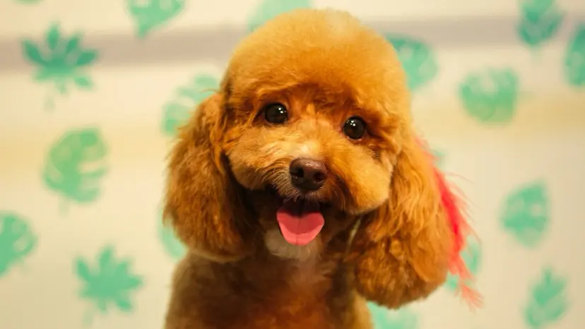 pati laika pet kuafor a4f316f5