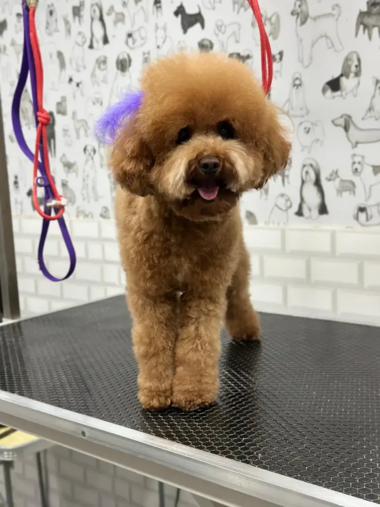patiboo pet kuafor petshop 7b4c4e5f
