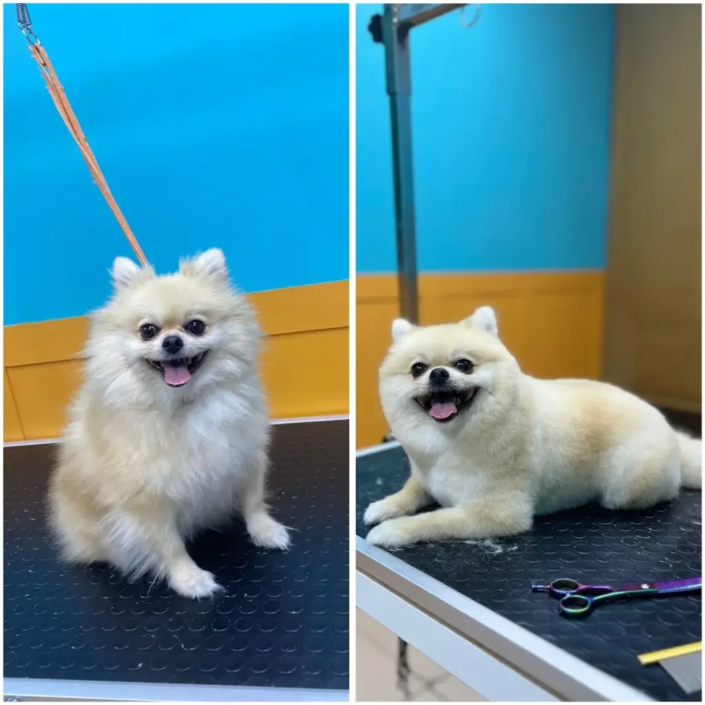 patili melekler pet kuafor 917361ae