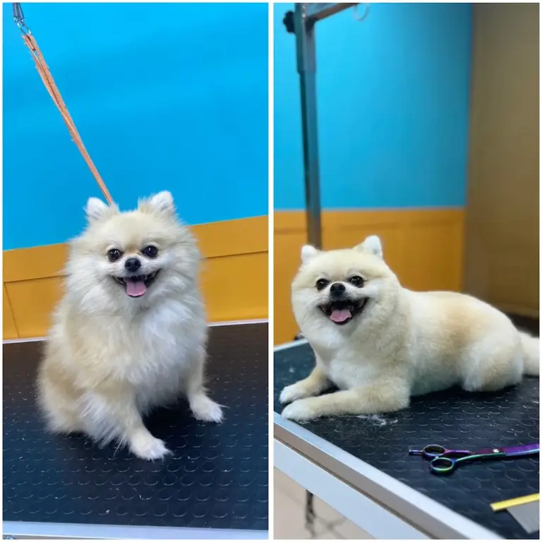 patili melekler pet kuafor 917361ae