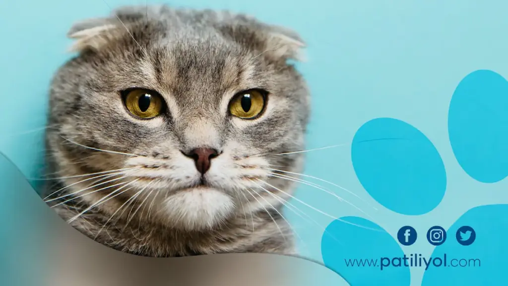 patiliyol pet market 1834c51f