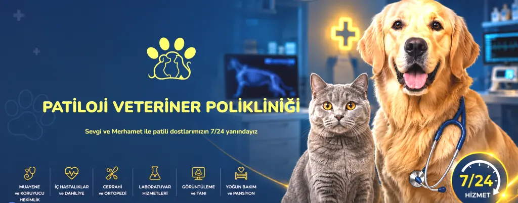 patiloji veteriner poliklinigi eyupsultan alibeykoy kagithane yesilpinar sutluce besiktas istanbul 7 24 acil veteriner profile 8Dqkrg
