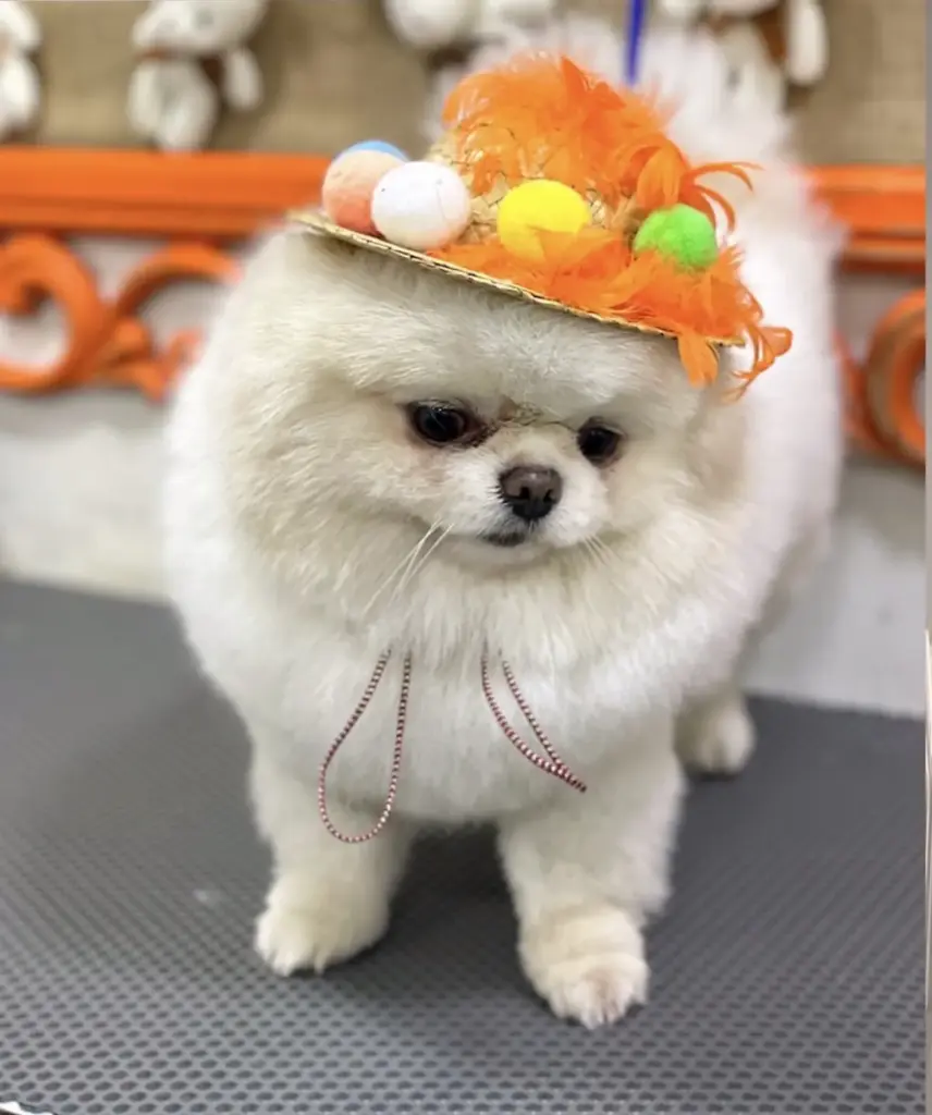 patises pet kuafor grooming petshop f8f48425