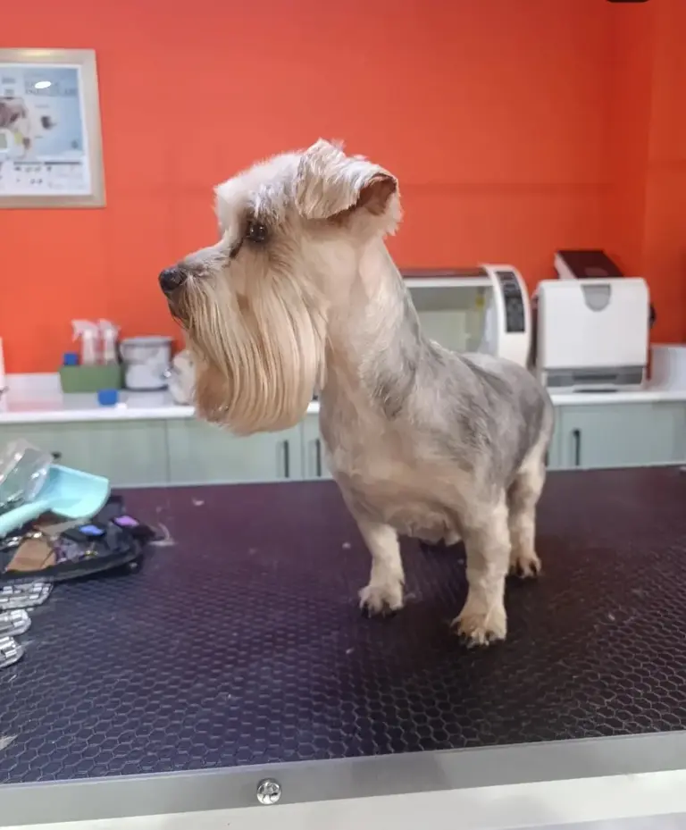 pattia pet kuafor 9fea76d1