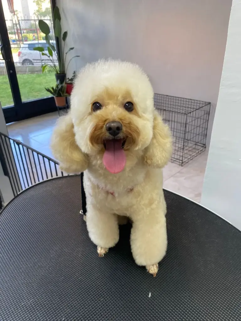 pawsome grooming studio pet kuafor f09c685a