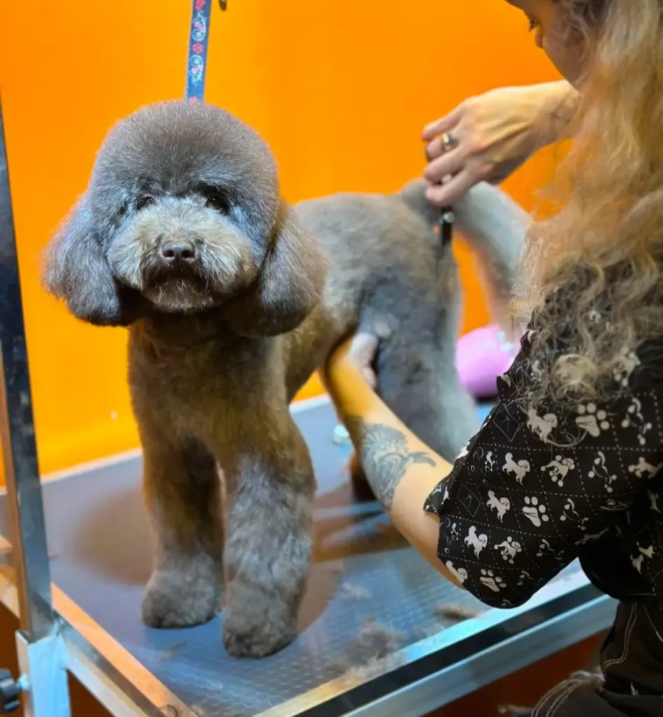pawz up groomingshop 2e340614