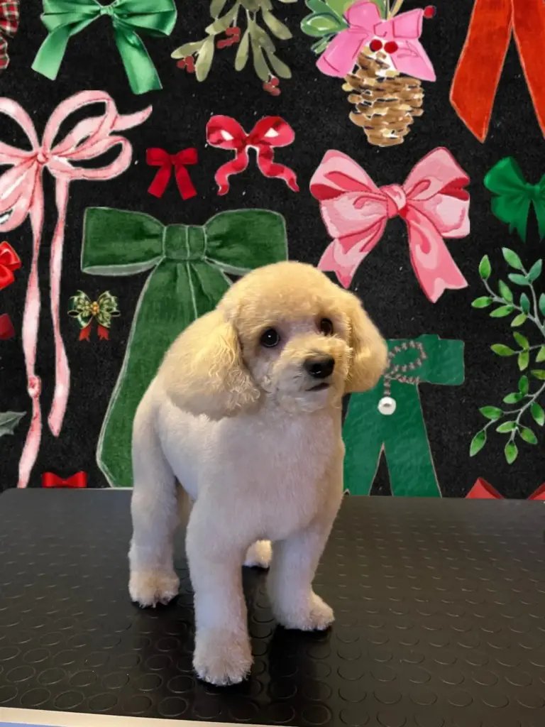 perro pet kuafor 883ca4a8