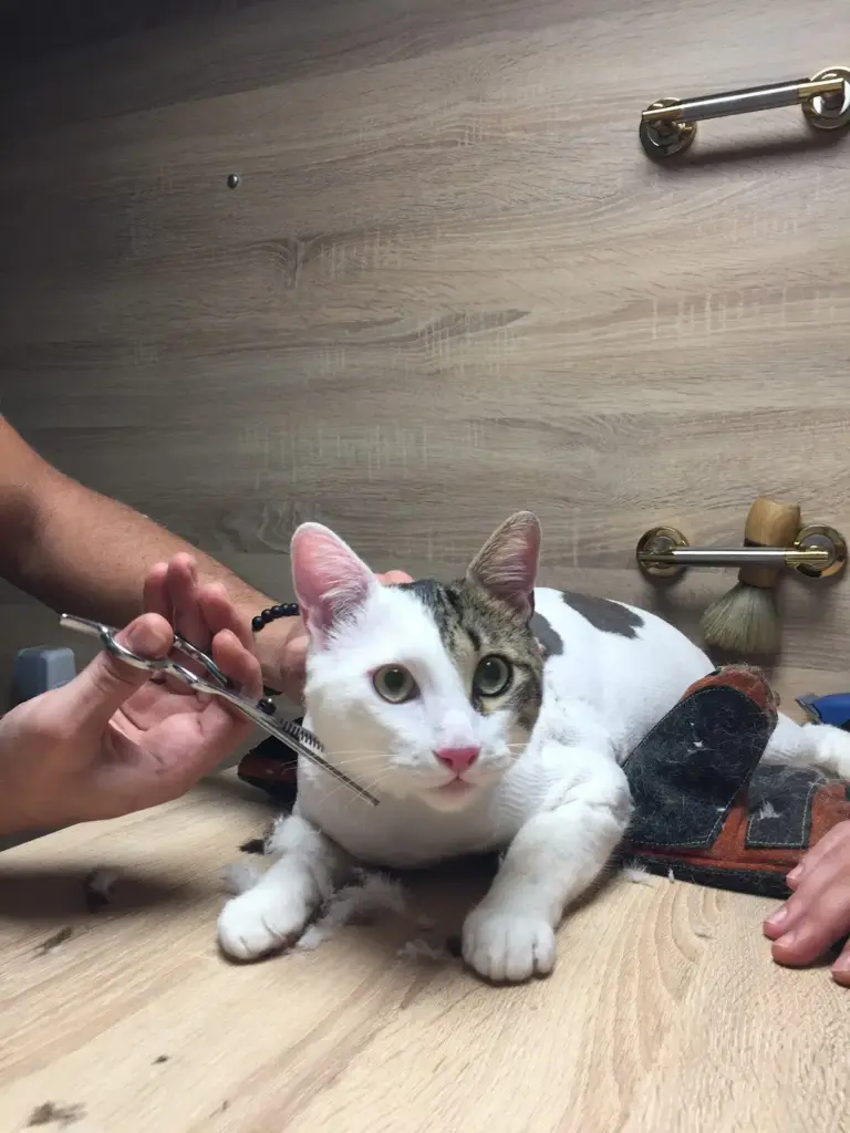 pet cleaneer gezici pet kuafor 8099e2a5