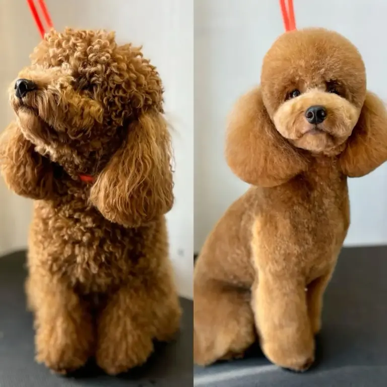 pet friends pet kuafor cf052292