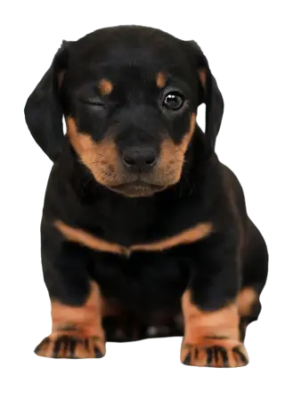 pet grooming istanbul profile ir6dLd