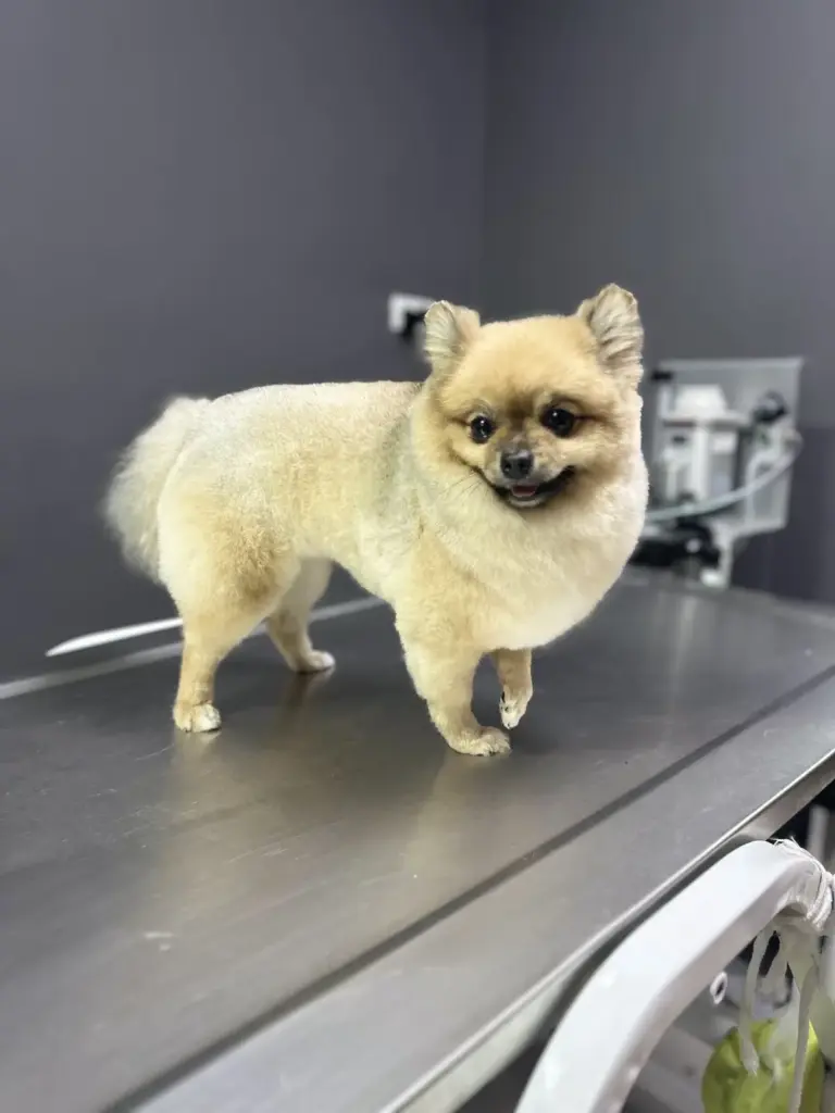 pet kuafor ali simsek 8063b06b
