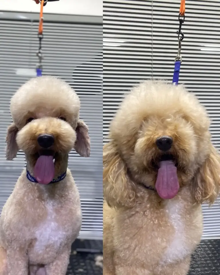 pet kuafor avm 80747efc