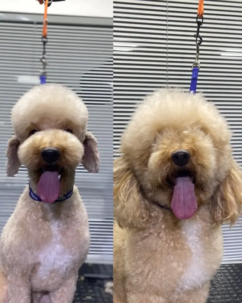 pet kuafor avm 80747efc