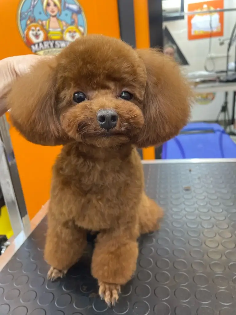 pet kuafor pet shop calisma atolyesi mary sweet grooming spa 4166818a