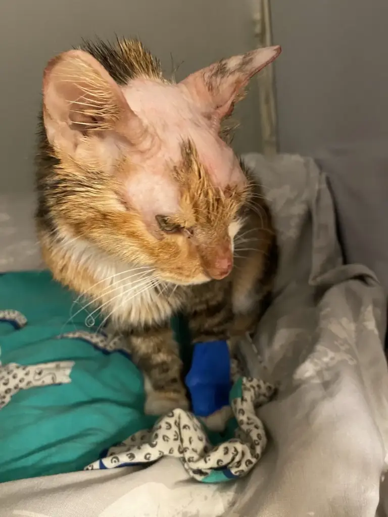 pet nature veteriner klinigi 68d17f75