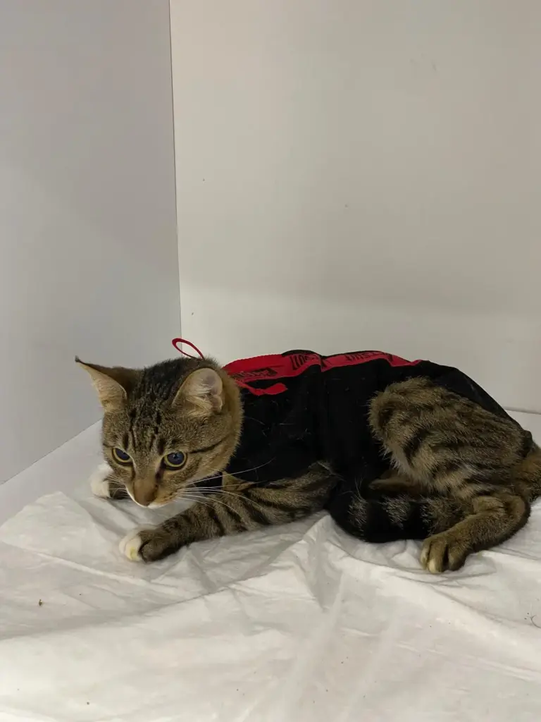 PET VİTA | Antalya Veteriner Kliniği