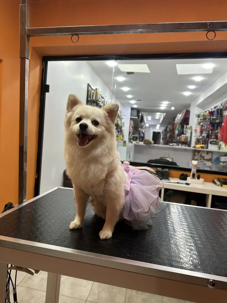 petaverse pet kuafor shop sisli nisantasi pet kuafor 2f8910cd