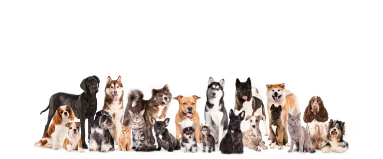 Petbüstaxi Pet Taksi Pet Nakil Hizmetleri