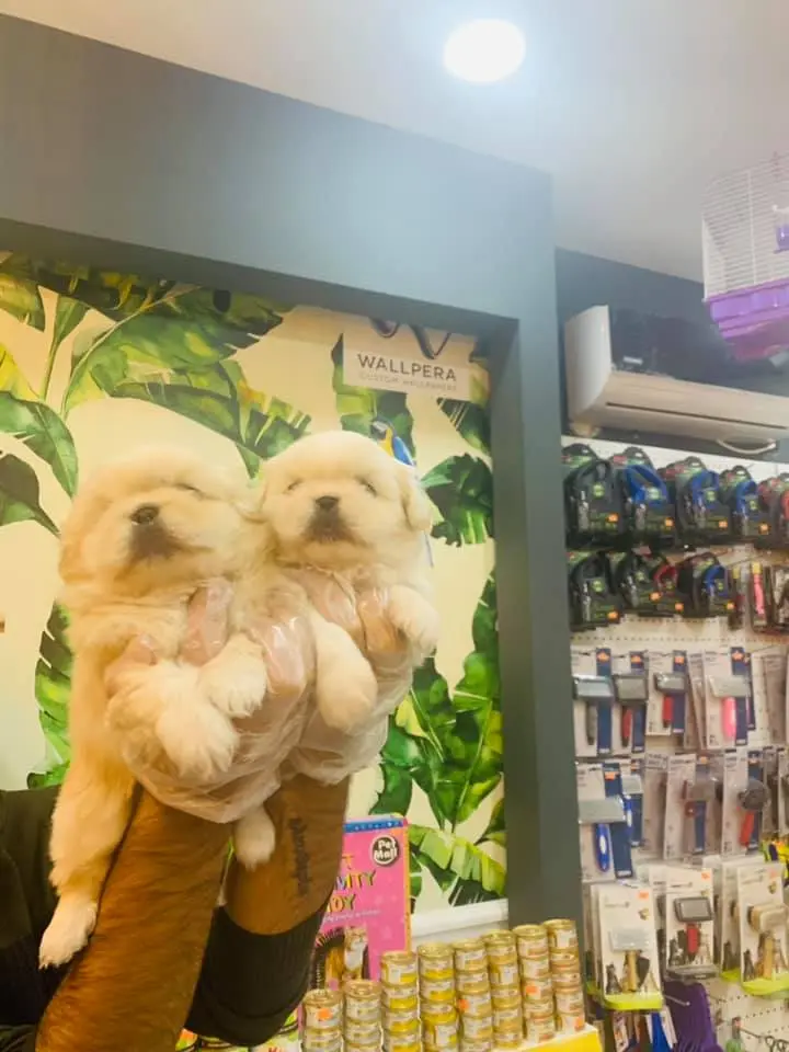 petclub petshop adana 11f9abed