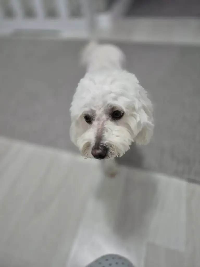 petdream pet kuafor ve pet otel a5c97cd1