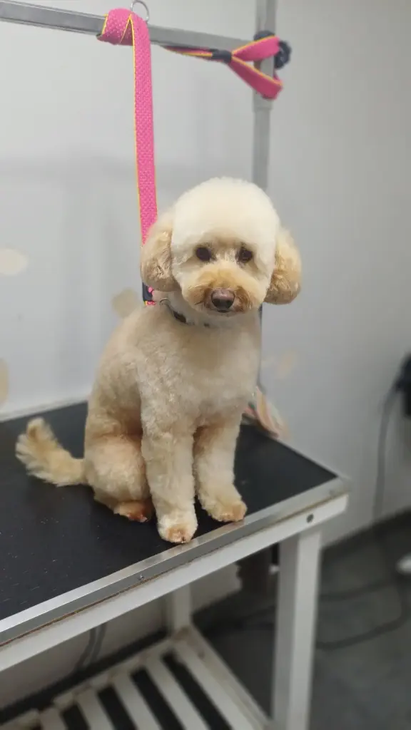 petico pet kuafor e793f7f5