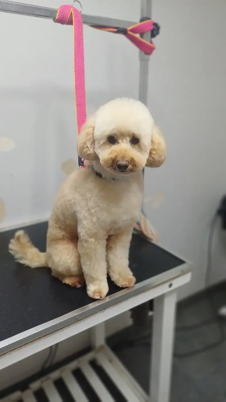 petico pet kuafor e793f7f5