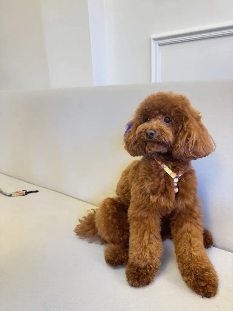 petstylist pet grooming academy 22a97f59