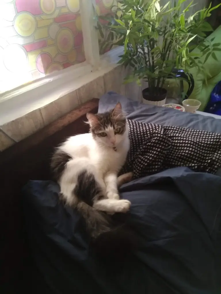 pisipalas kedi pansiyonu 86528e56