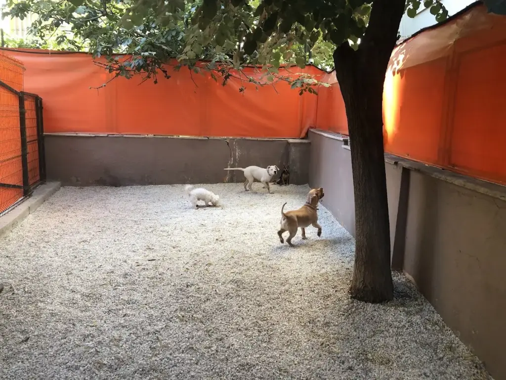 pozito pet otel dcc9e166