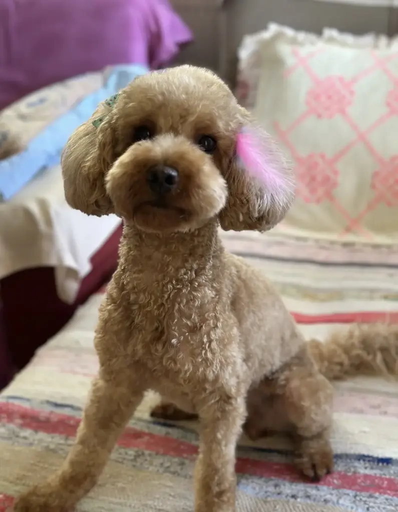 premium pet grooming salon premium vtm evcil hayvan kuaforu konyaalti antalya 6eebb8ae