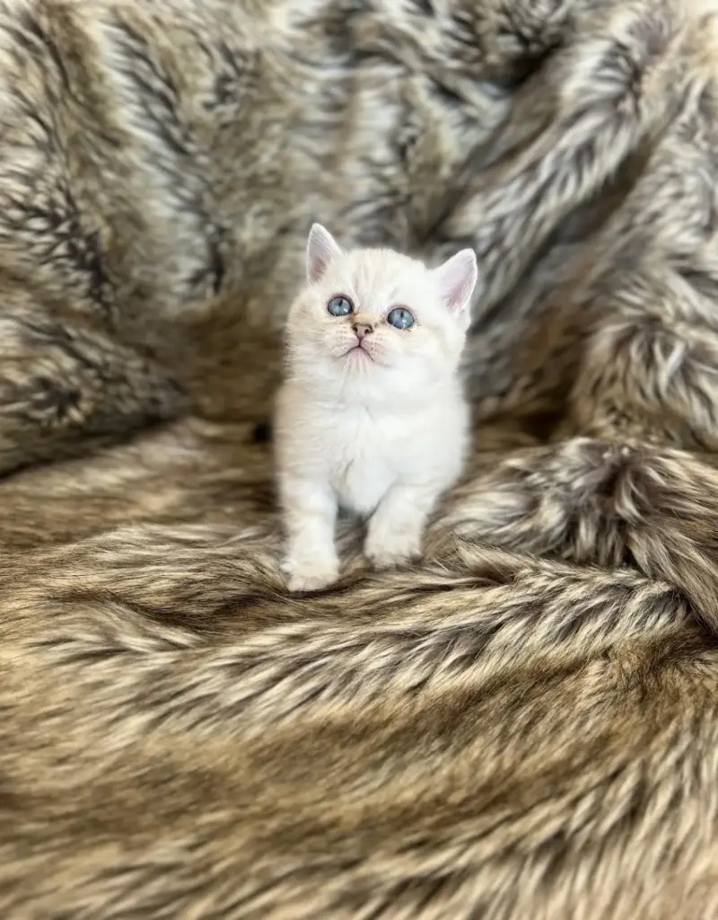 rich puppy pet shop 5823c3a1