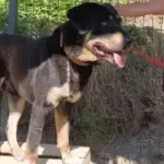 rottweiler 5 yas erkek kisir asili sevecen 1219954