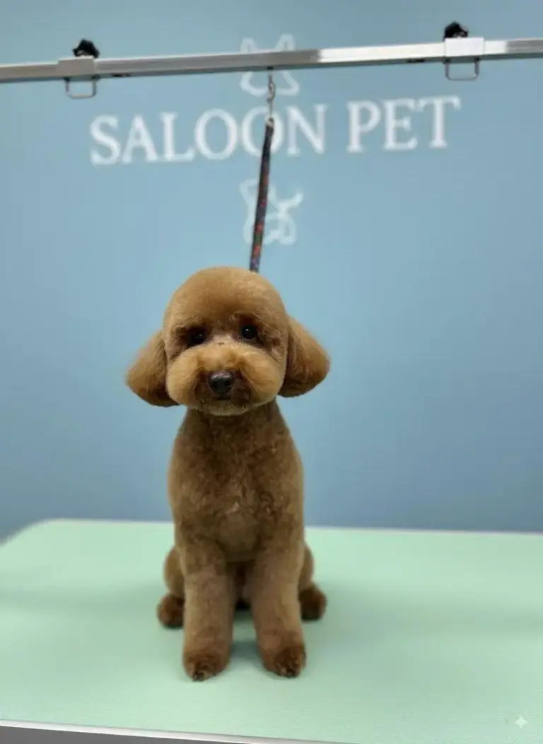 saloon pet kuafor 480093c7