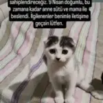 scottish fold baba calico anneden olma yavru 1227469