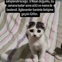 scottish fold baba calico anneden olma yavru 1227469