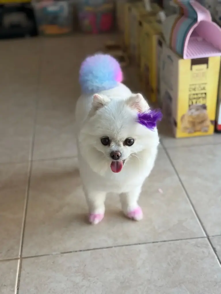 sempati pet kuafor 7689b69a