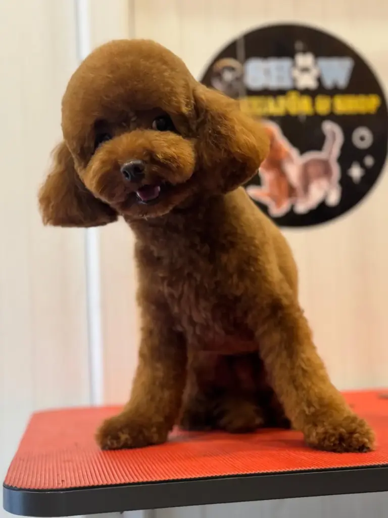show pet kuafor anestezisiz kedi ve kopek trasi 543578bb