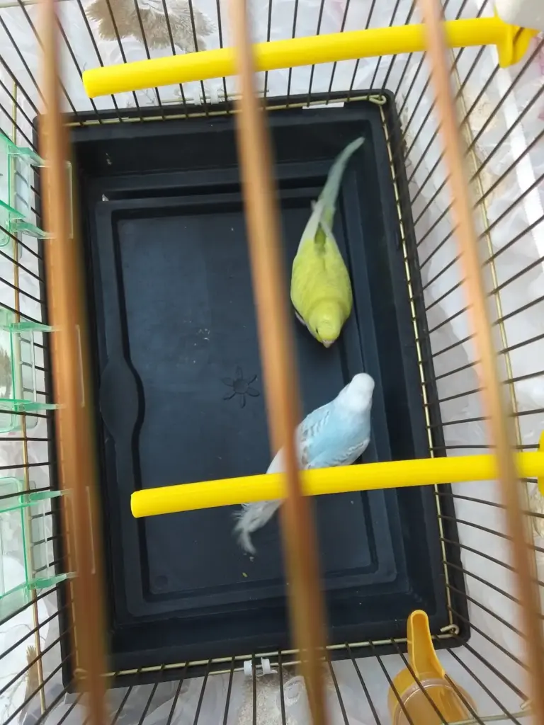 sirin pet shop 01c29105