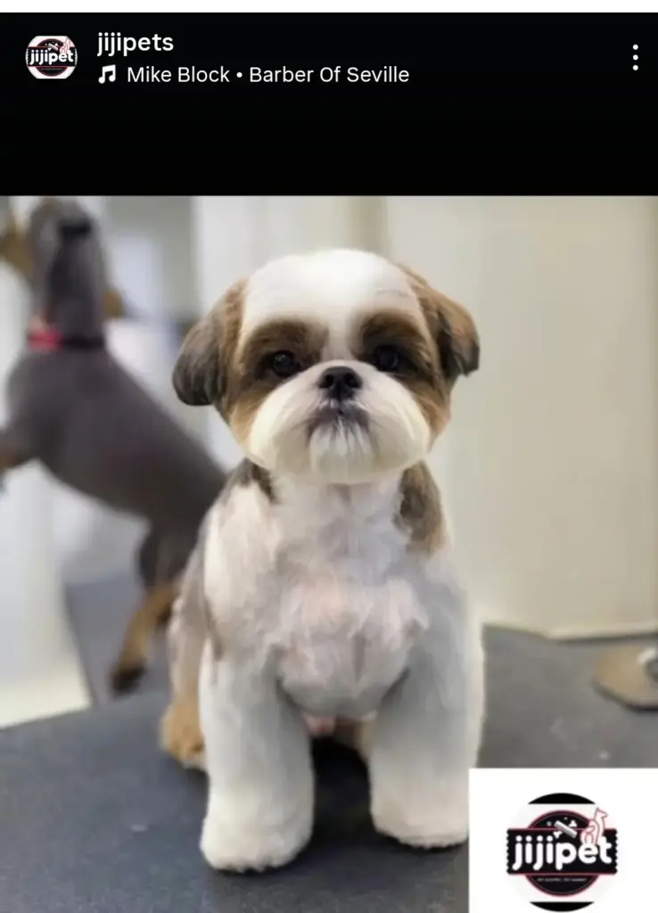studio daff pet grooming jiji pet 43a73f00