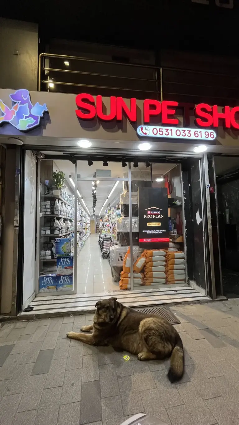 sun petshop 267c0803