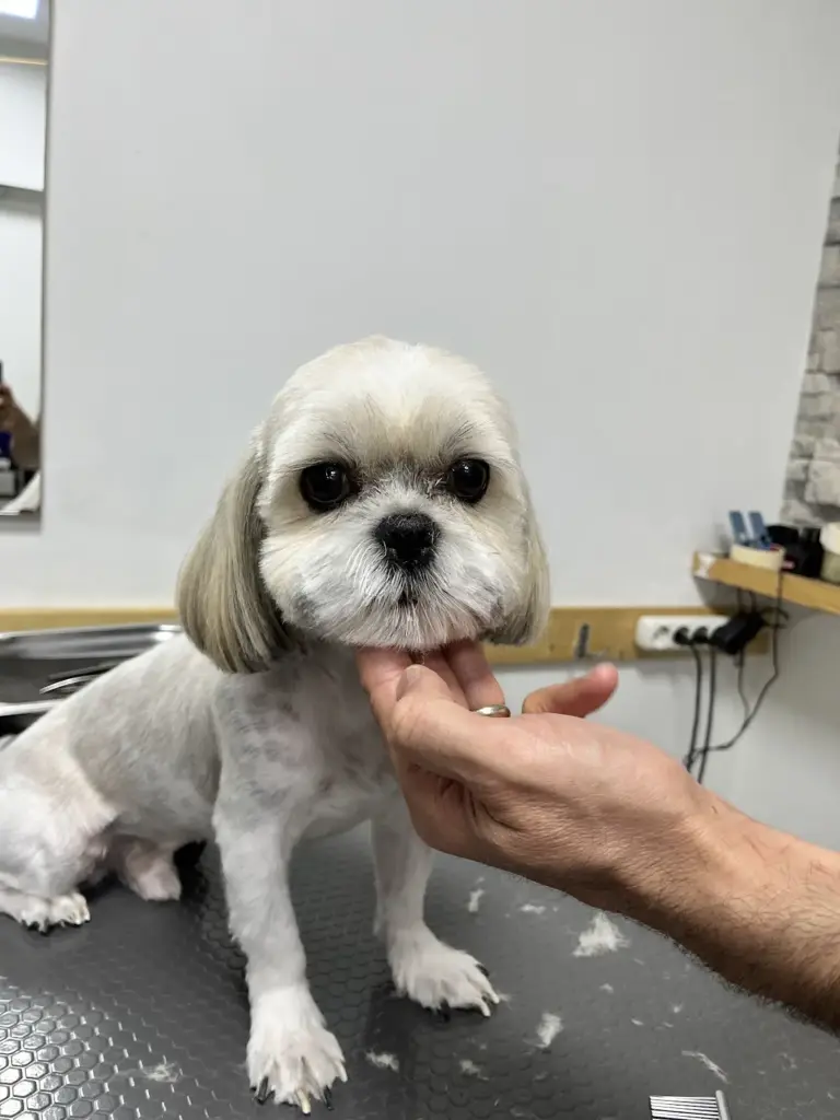tati pet kuafor 51e8ab25