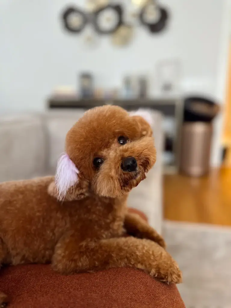 the barkery pet kuafor ve bakim merkezi a3b8d4f3