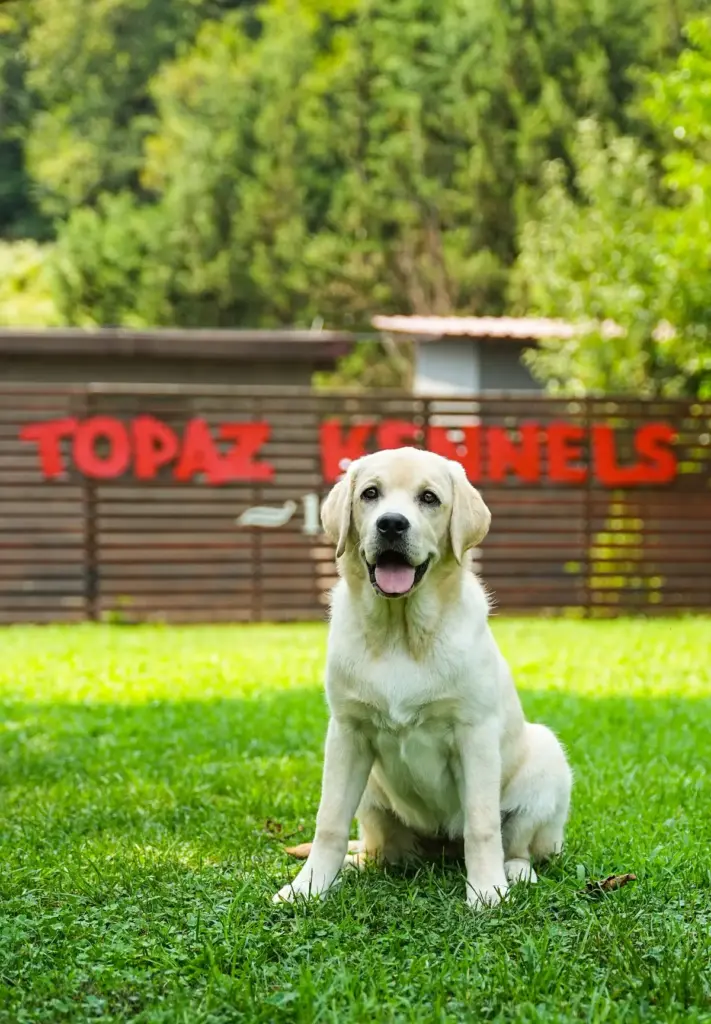 topaz kopek ciftligi kopek pansiyonu kopek egitim merkezi veterinerlik hizmetleri cafe bad2c482